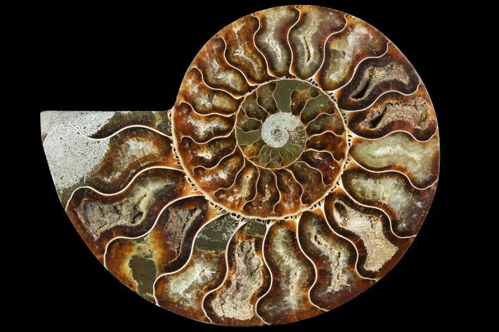 Agatized Ammonite Fossil (Half) - Crystal Chambers #115329